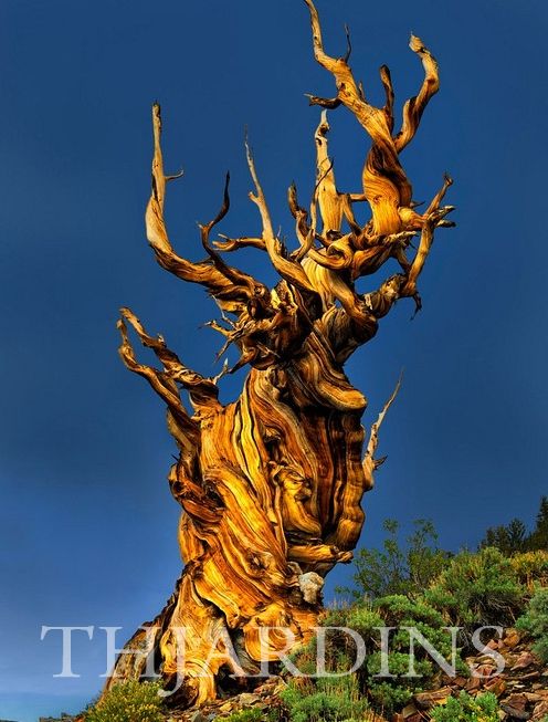 Pinus aristata - Pinus Bristlecone