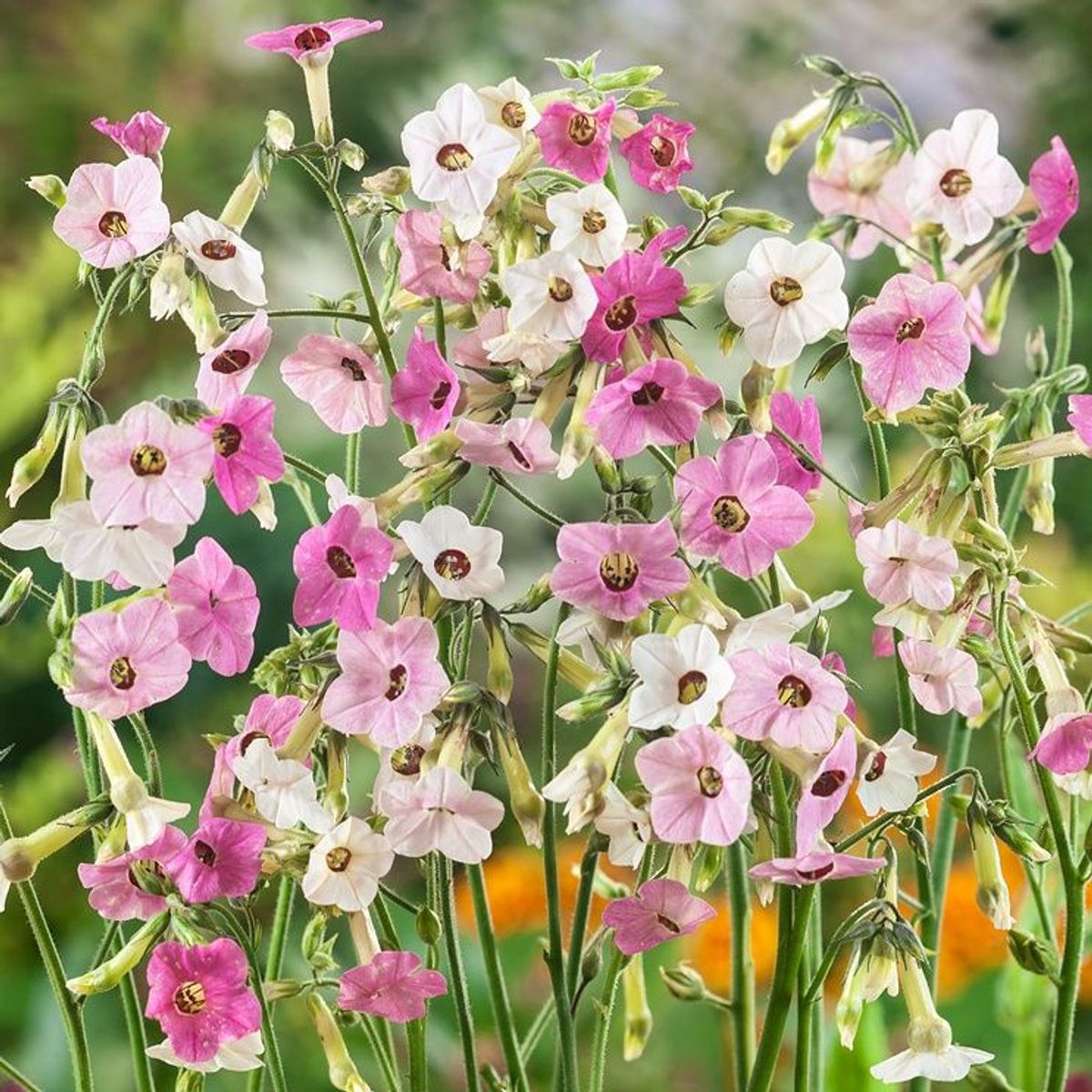 Nicotiana mutabilis 'Marshmallow' Tricolor - Tabaco em Flor, Nicotiana Marshmallow, Flowering Tobacco