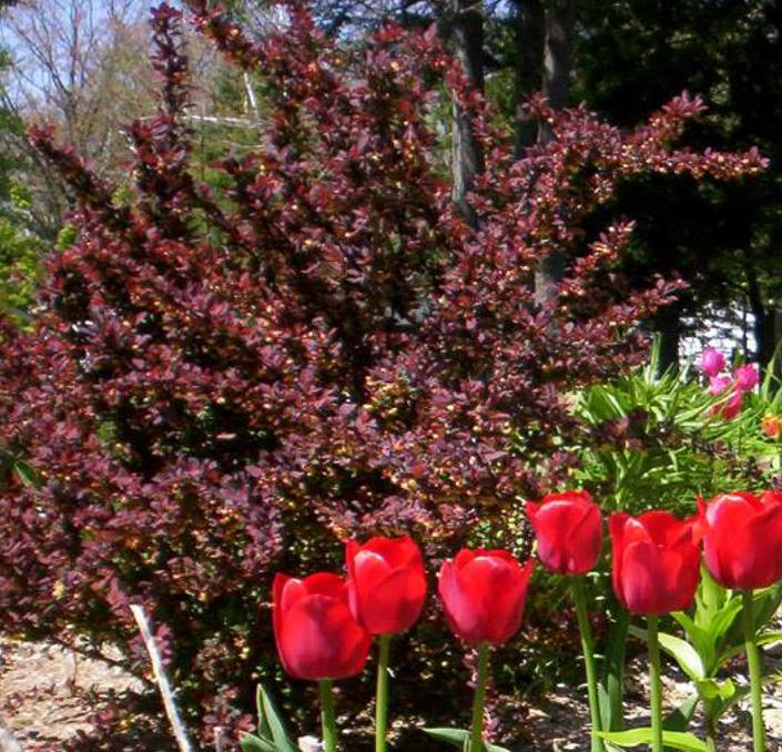 Berberis thunbergii Atropurpurea - Berberis Atropurpurea, Bérbere Japonês, Uva do Japão, Uva dos Jardins