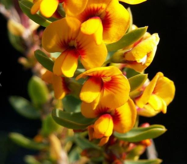 Eutaxia myrtifolia - Esperance Wildflower, Flor Selvagem de Esperance, Arbusto Ovos e Bacon, Eggs & B