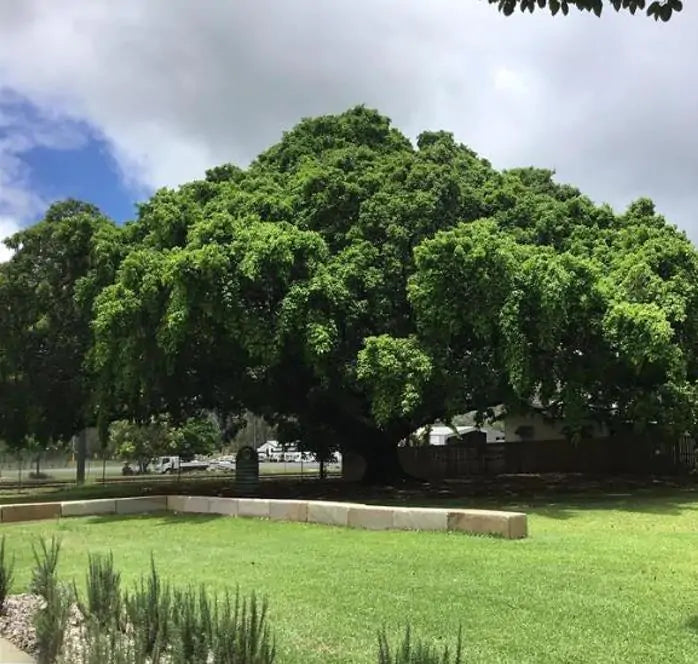 Ficus benjamina - Figueira Benjamim, Figo Chorão, Weeping Fig