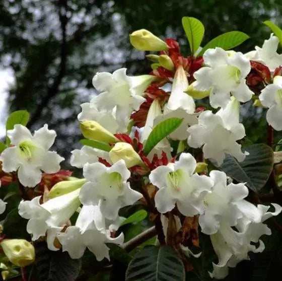 Beaumontia Grandiflora - Trepadeira Trombeta De Arauto,trepadeira Trombetas Do Nepal, Trombeta Branca