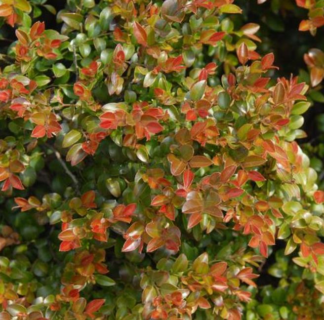 Diospyros vaccinioides - Mini-caqui, Caqui-uva, Small Persimmon, Pequeno Caqui