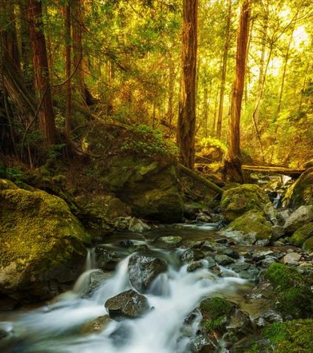 Sequoia sempervirens - Sequoia Sempre Verde, Sequoia Costeira, Sequoia Vermelha, Coast Redwood