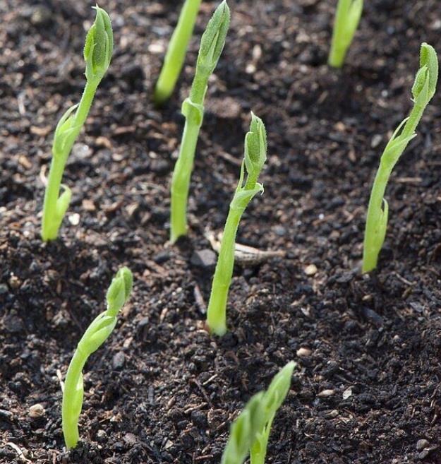 Lathyrus odoratus x belinensis 'Erewhon' - Ervilha Doce 'Erewhon', Trepadeira Ervilha de Cheiro 'Erewhon', Lathyrus odor