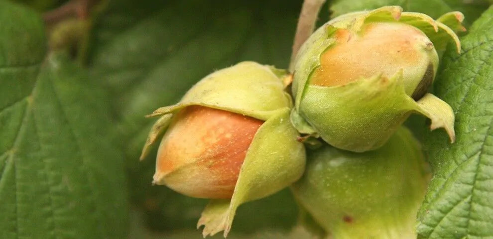 Corylus avellana - Avelã, Avelãs Giresum, Hazelnut