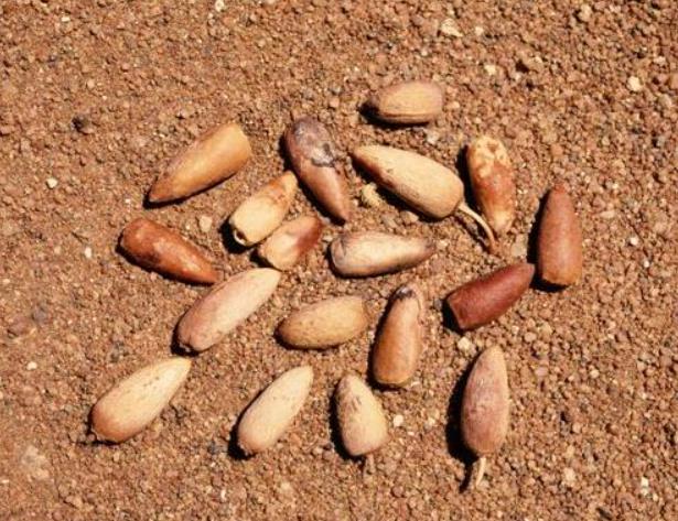 Berchemia discolor - Ameixeira africana, Árvore do Marfim castanho