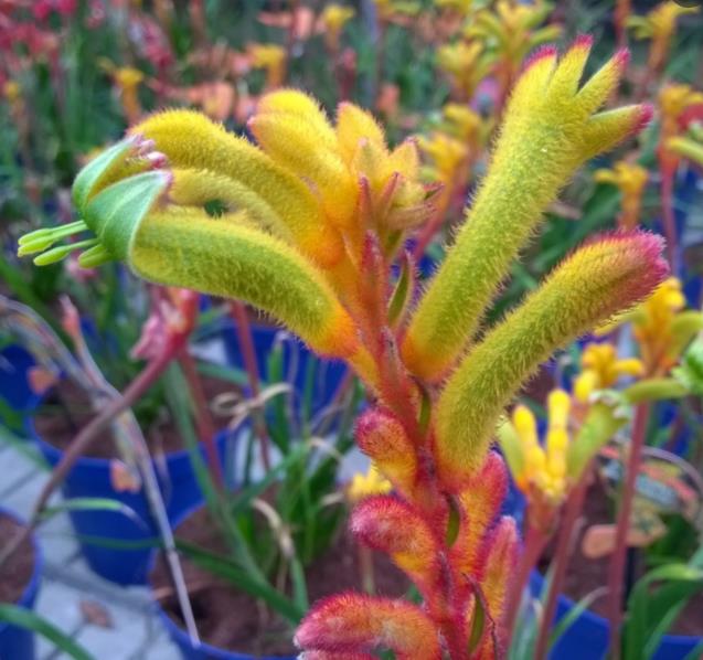 Anigozanthos flavidus - Pata de Canguru Rosa Amarela Laranja, Kangaroo Paw