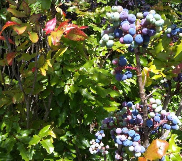 Mahonia aquifolium - Uva do Oregon, Berberis do Oregon
