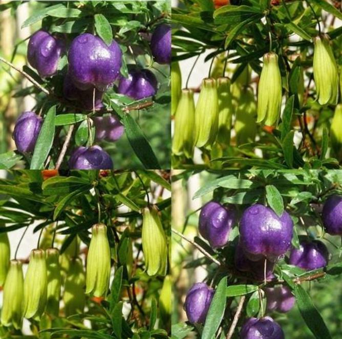 Billardiera longiflora - Maça Roxa, Trepadeira de Maças Roxas, Purple Apple Berry Vine