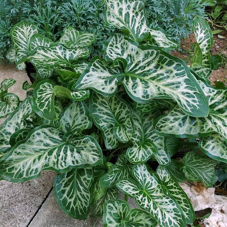 Arum italicum ssp italicum Marmoratum - Lírio Arum italiano, Arum marmorizado, Arum mármore verde, Arum italicum fantasm