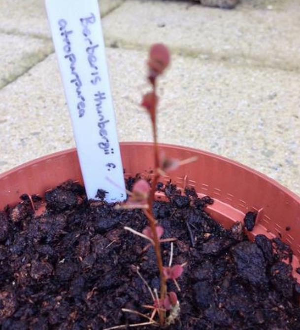 Berberis thunbergii Atropurpurea - Berberis Atropurpurea, Bérbere Japonês, Uva do Japão, Uva dos Jardins