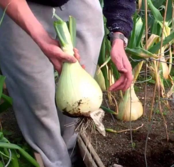 Allium cepa Exibicion Onion (C.O) - Cebola Gigante, Cebola Guinness, Cebola Outback