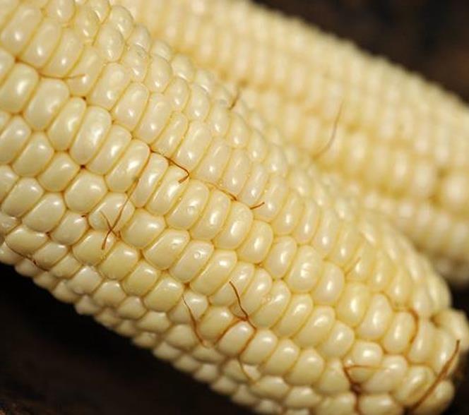 Zea mays Stowell's Evergreen (C.O.) - Milho Doce Perene de Stowell, Milho Doce Perene