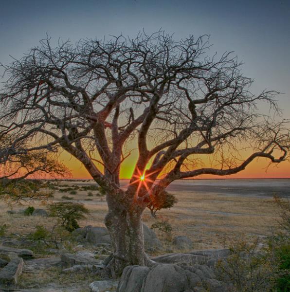 Sclerocarya birrea ssp. Caffra - Marula, Amarula, Árvore fruto do licor de Amarula
