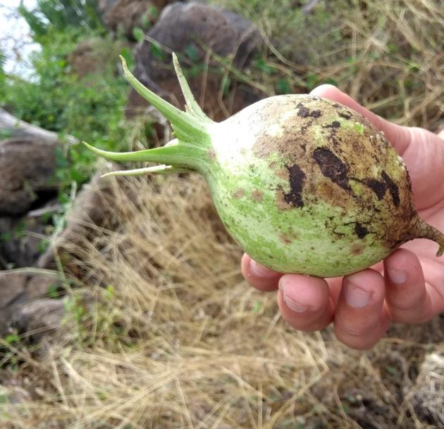 Jarilla caudata - Mamão caudata, Mamão de Coroa, Carica caudata, Jarilla