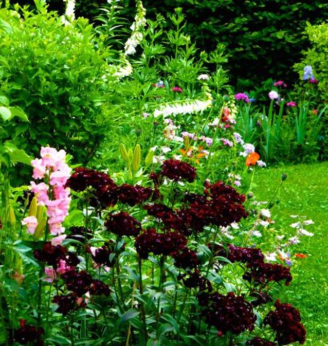 Dianthus barbatus Oeschberg - Flor Divina Oeschberg, Cravo Barbudo, Rosa Oeschberg, Cravina Oeschberg
