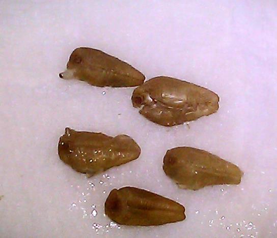 Ipomoea tricolor Blue star - Trepadeira Glória da manhã Estrela azul, Corda de viola, Campainha, Corriola