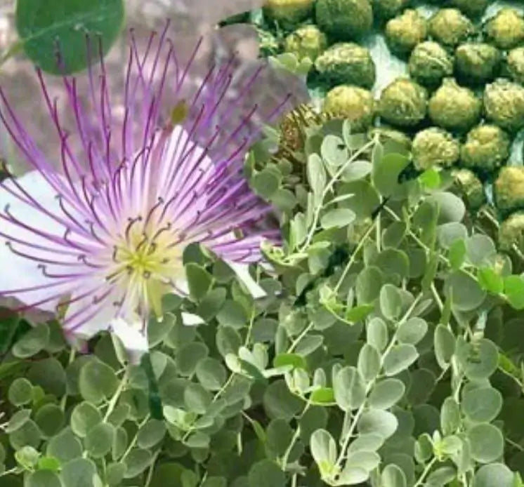 Capparis Spinosa Var. Inermis - Alcaparra, Alcaparras - As verdadeiras alcaparras