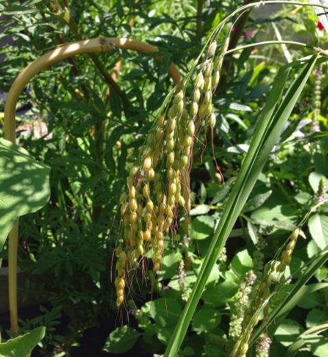 Oryza sativa Duborskian (Certificação Orgânica) - Arroz Duborskian, Arroz de montanha