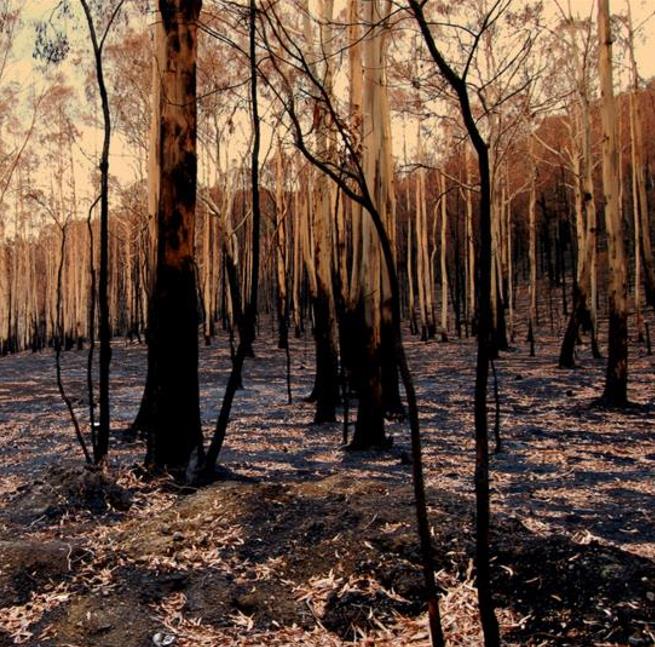 Eucalyptus delegatensis - Eucalipto Gigante, Eucalipto Carvalho da Tasmânia, Eucalipto Goma-Top Madeira Fo