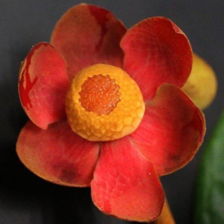 Uvaria littoralis  - Uvaria Litoral, Finger Fruit