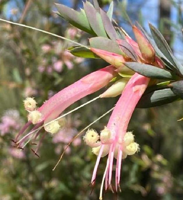 Styphelia triflora - Rosa Cinco Cantos, Five Corners Rose