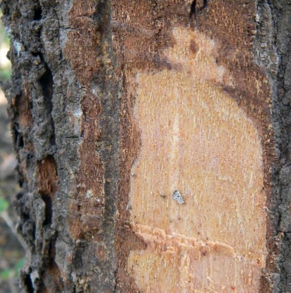 Huberantha cerasoides - Polyalthia cerasoides (Uvaria cerasoides) - Cereja Ashok, Cherry Ashok