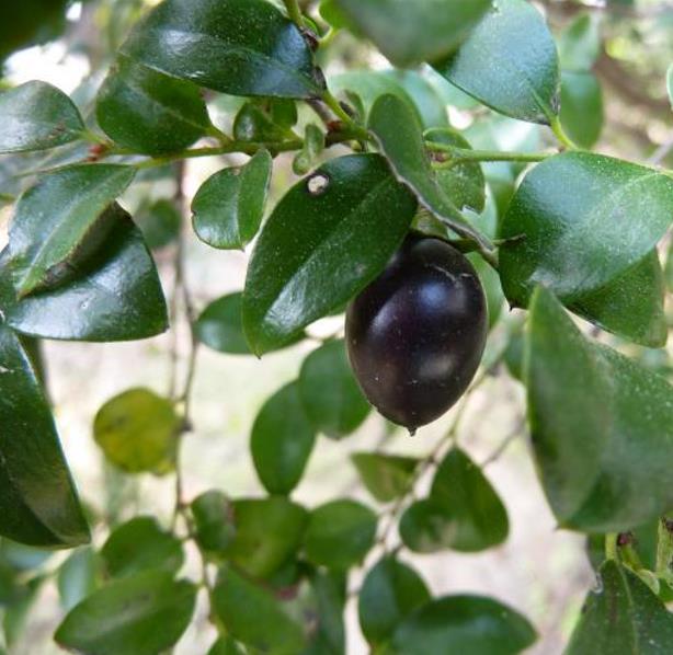 Diospyros vaccinioides - Mini-caqui, Caqui-uva, Small Persimmon, Pequeno Caqui
