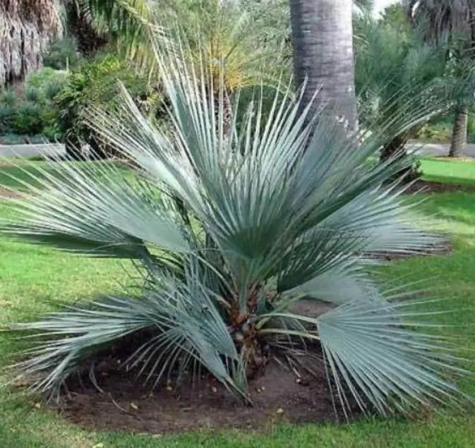 Nannorrhops ritchiana - Palmeira Azul, Palmeira Prata, Mazari Palm