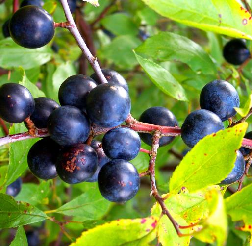 Prunus Spinosa - Abrunheiro, blackthorn, Wilplum, cereja selvagem