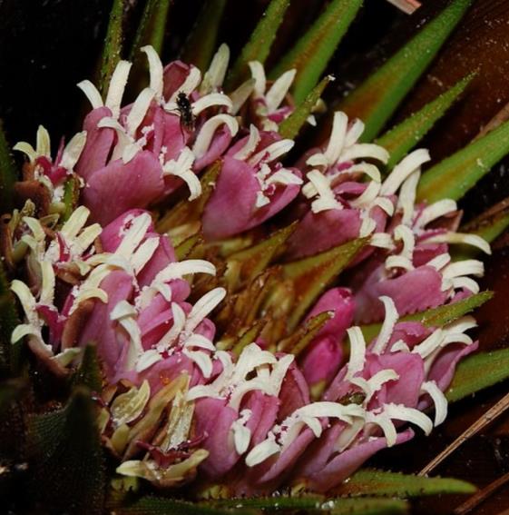 Greigia sphacelata - Bromélia Chupones, Chupón, Chupeta, Quiscal