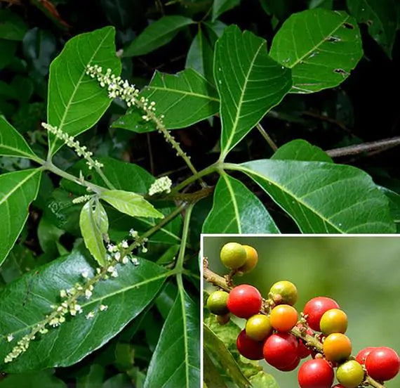 Allophylus cobbe - Cereja indiana doce, Allophylus indiano, Lichia Manbi
