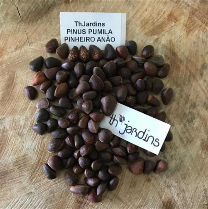 Pinus pumila - Pinheiro Anão, Pinheiro de Pedra Anão, Pinheiro Anão Japonês, Pinheiro de Pedra