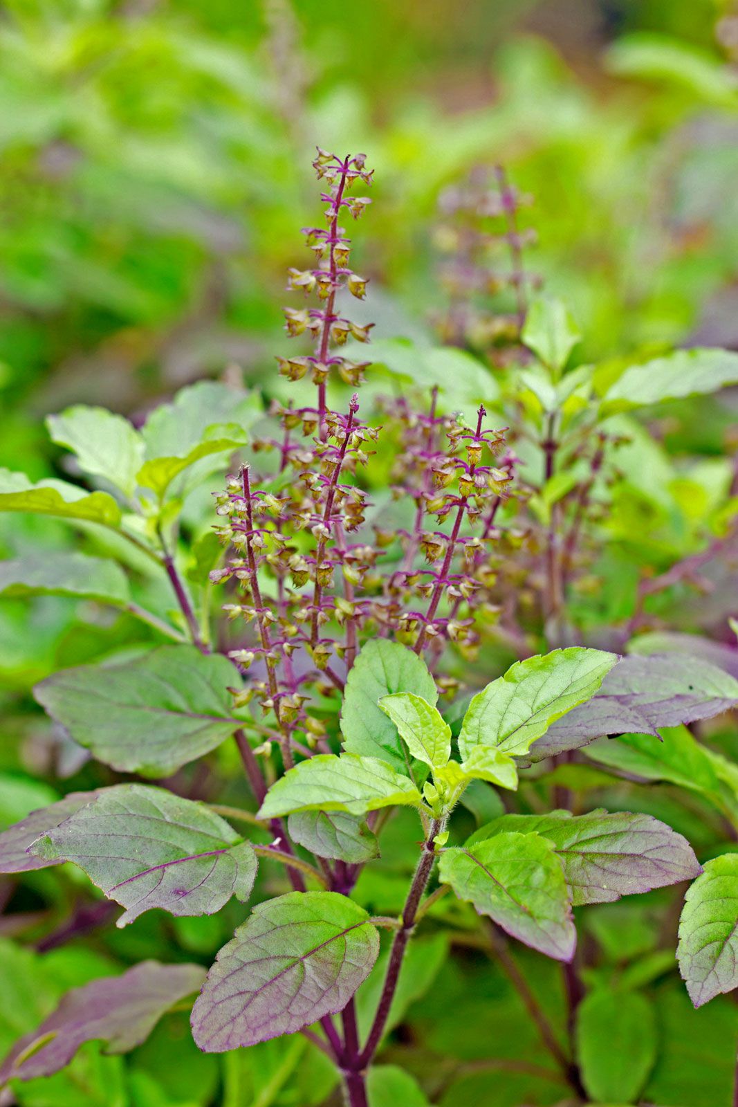 Ocimum tenuiflorum - Manjericão Sagrado, Manjericão-Santo, Tulsi