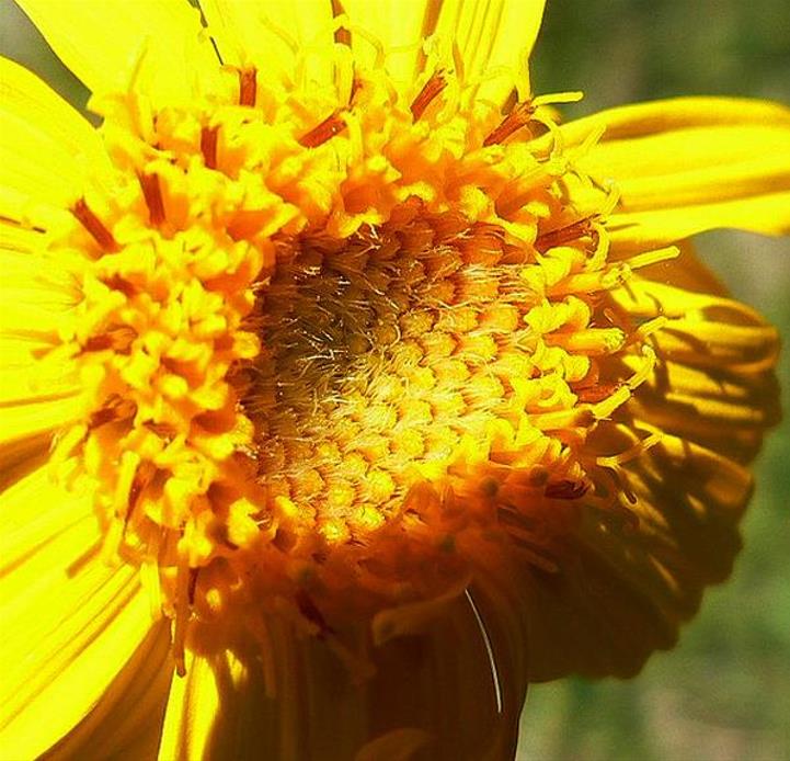 Arnica montana - Arnica verdadeira, Arnica da montanha