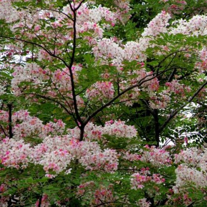 Cassia javanica ssp. Nodosa - Cassia Flor de Maçã, Cassia Rosa, Cassia Javanesa, Cássia Chuveiro de Java
