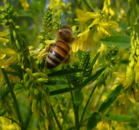 Melilotus officinalis - Meliloto, Trevo de mel, Trevo amarelo aromático, Lotus do mel, Flor do mel, Flor