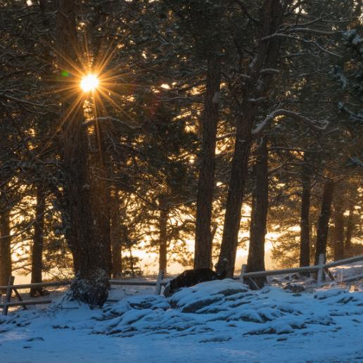 Pinus ponderosa - Pinheiro ponderosa, Pinheiro amarelo, Pinheiro Blackjaks