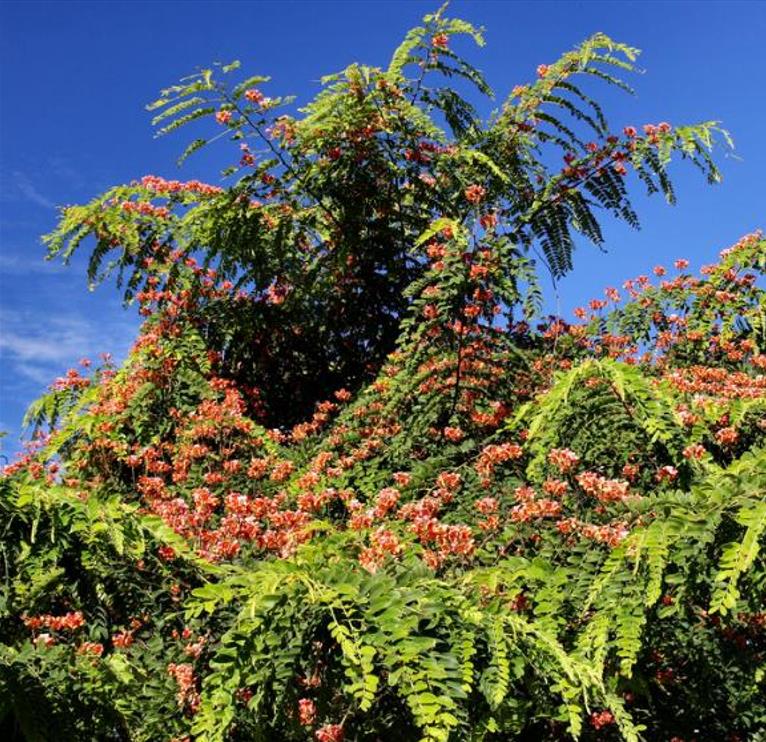 Cassia roxburghii (Cassia marginata) - Cassia vermelha, Árvore chuveiro vermelho, Árvore de Chuva Arco-Íris, Senna do C