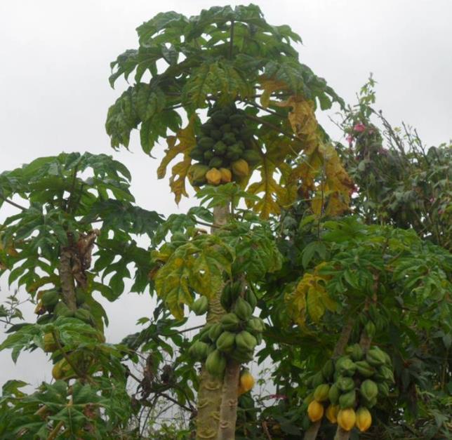Carica pubescens Cobquecura (Vasconcellea pubescens Cobquecura) - Mamão Papaia Cobquecura, Mamão do Chile, Mamão de Cobq