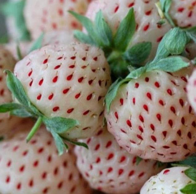 Fragaria vesca 'White Soul' - Morango Alma Branca, Morango Branco, Morango Abacaxi, Pineberry