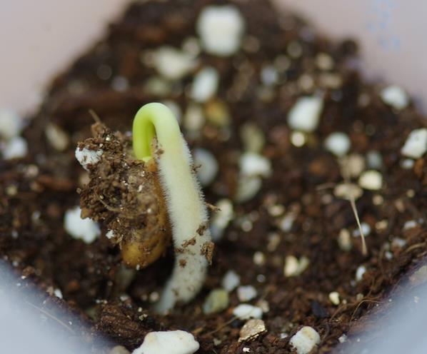 Ipomoea albivenia - (Ipomoea caudiciform), Algodão selvagem, Ipomoea wild cotton