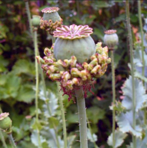 Papaver somniferum Hen and Chickens - Papoula Galinhas e Pintinhos, Beadseed poppy, Bread seed poppy