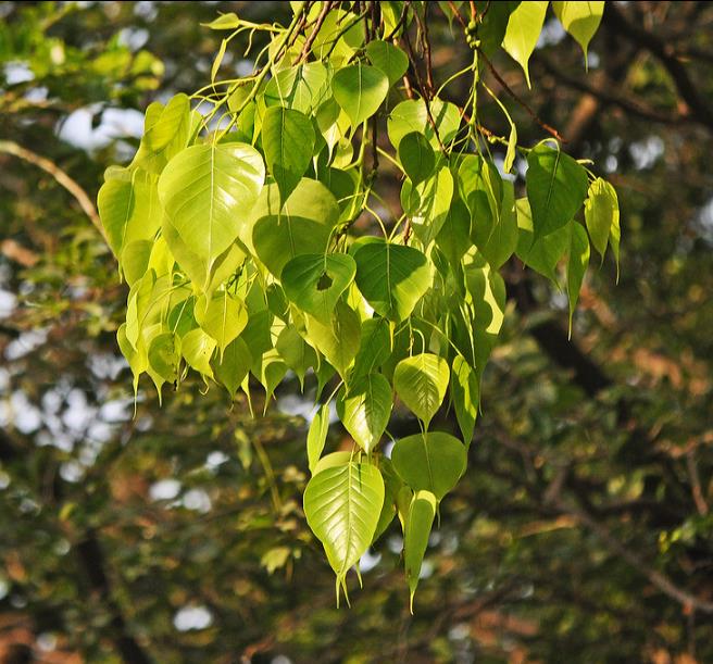 Ficus religiosa - Figueira Religiosa, Figueira dos Pagodes, Figueira Sagrada, Sacred Fig