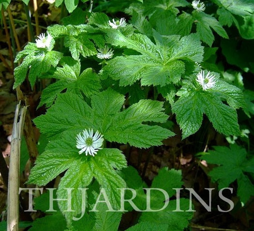 Hydrastis canadensis - Raiz dourada, Raiz de ouro, Goldenseal