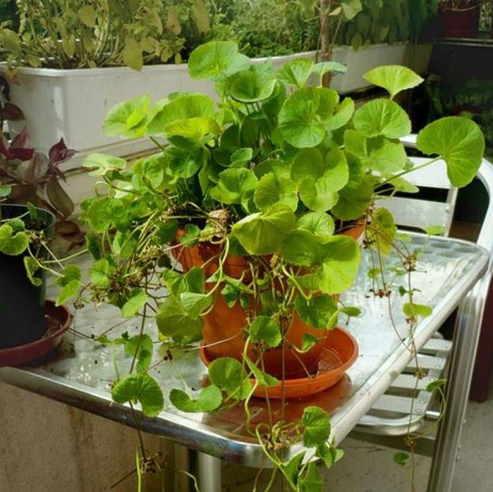 Centella asiatica - Centelha Asiática, Gotu kola, Brahmi