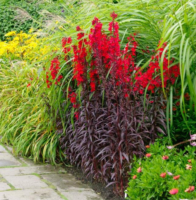 Lobelia cardinalis 'Queen Victoria' - Lobelia Rainha Victoria, Flor Cardeal 'Rainha Vitória', Lobelia Esplêndida, Lob