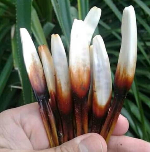 Greigia sphacelata - Bromélia Chupones, Chupón, Chupeta, Quiscal