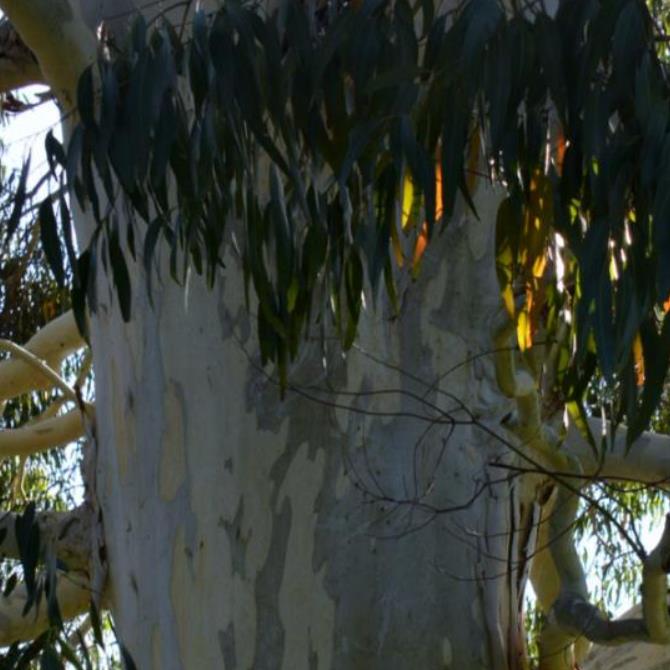 Eucalyptus aggregata - Eucalipto Goma Preta, Black Gum Eucalyptus